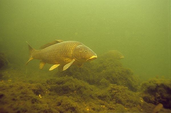 crapi - commoncarp.jpg